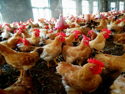 湘佳土三黃二號(hào)（公、母）