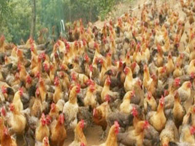 湘佳青腳麻雞一號(hào)（公、母）