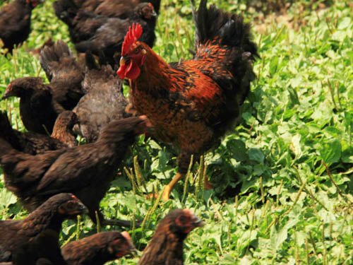 湘佳黑土雞一點(diǎn)五號(hào)（公、母）